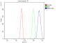 Anti-RBPJK/RBPJ Picoband™ Antibody (monoclonal, 6G4)